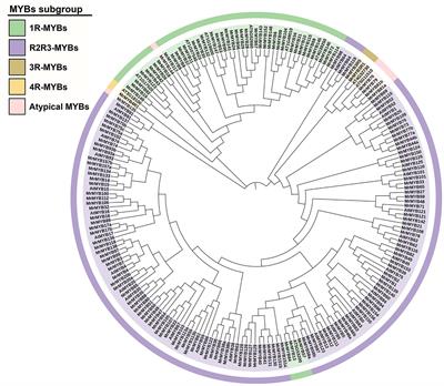 Genome-Wide Analysis of MYB Gene Family in Chinese Bayberry (Morella rubra) and Identification of Members Regulating Flavonoid Biosynthesis